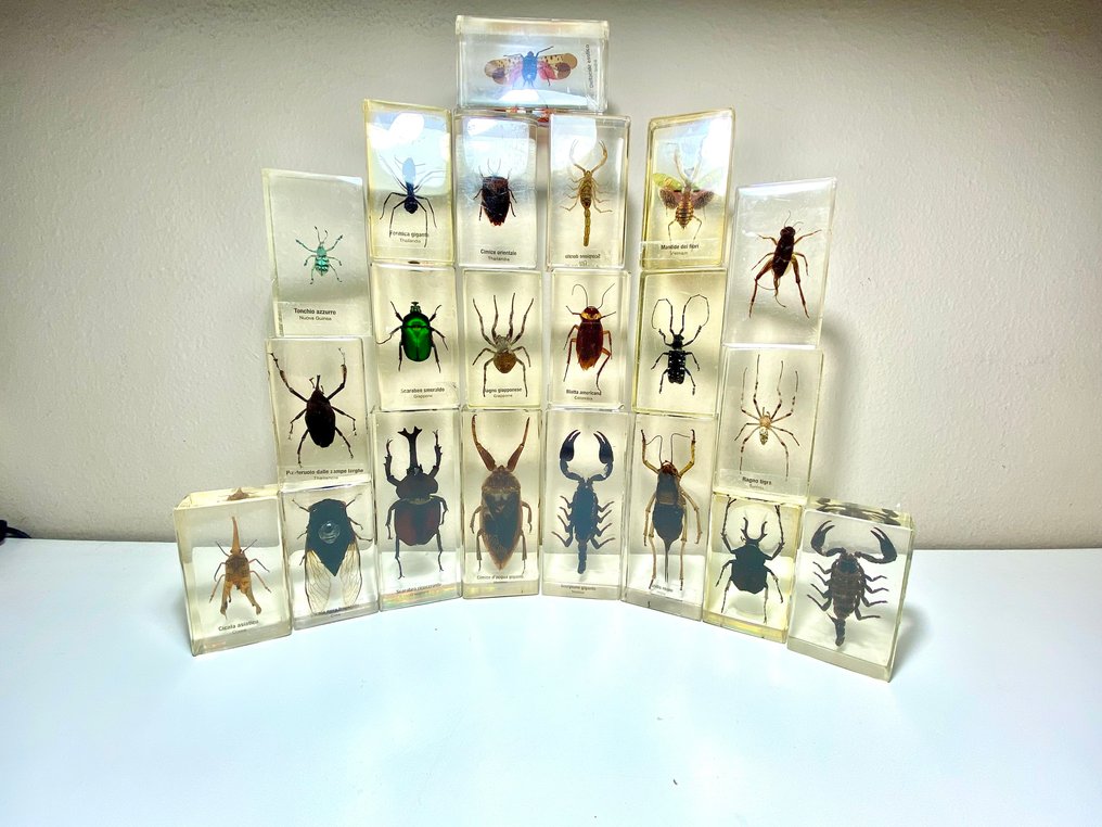 Μοντέλο εκπαίδευσης/επίδειξης (21) - Ενθέσεις εμποτισμένες στη ρητίνη - χωρίς πηγές - αντικείμενο χωρίς ελάχιστο όριο τιμής. - 1990-2000 #2.1