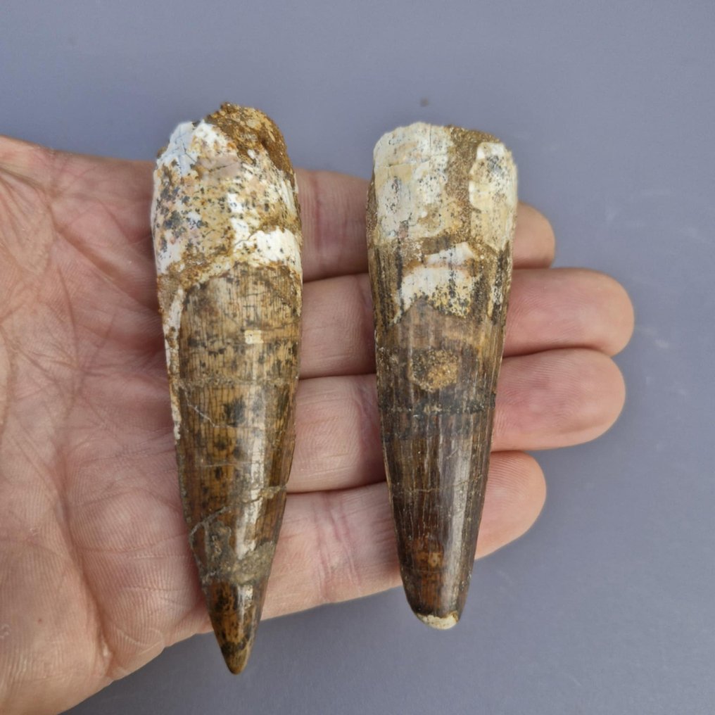 Dinoszaurusz - Fosszilis fogak - Spinosaurus aegyptiacus - 88 mm - 26 mm (Nincs minimálár) #4.3