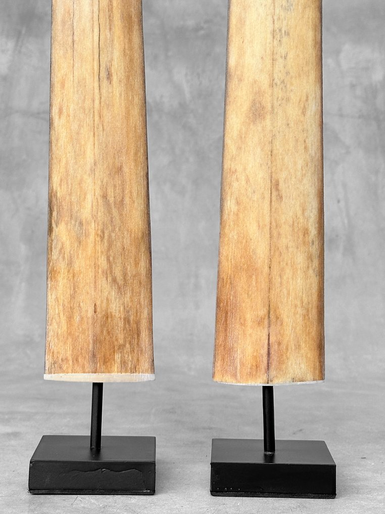 无底价——一对令人惊叹的剑鱼獠牙,安放在定制底座上。 支架上的吻突 - Xiphias Gladius - 74 cm - 7 cm - 7 cm- 非《濒危物种公约》物种 - (2) #4.3