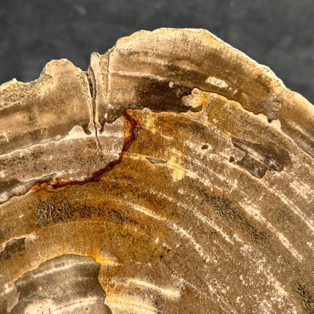 令人惊叹的巨大化石木片，放置在定制底座上 - 化石木材  (沒有保留價) #4.3