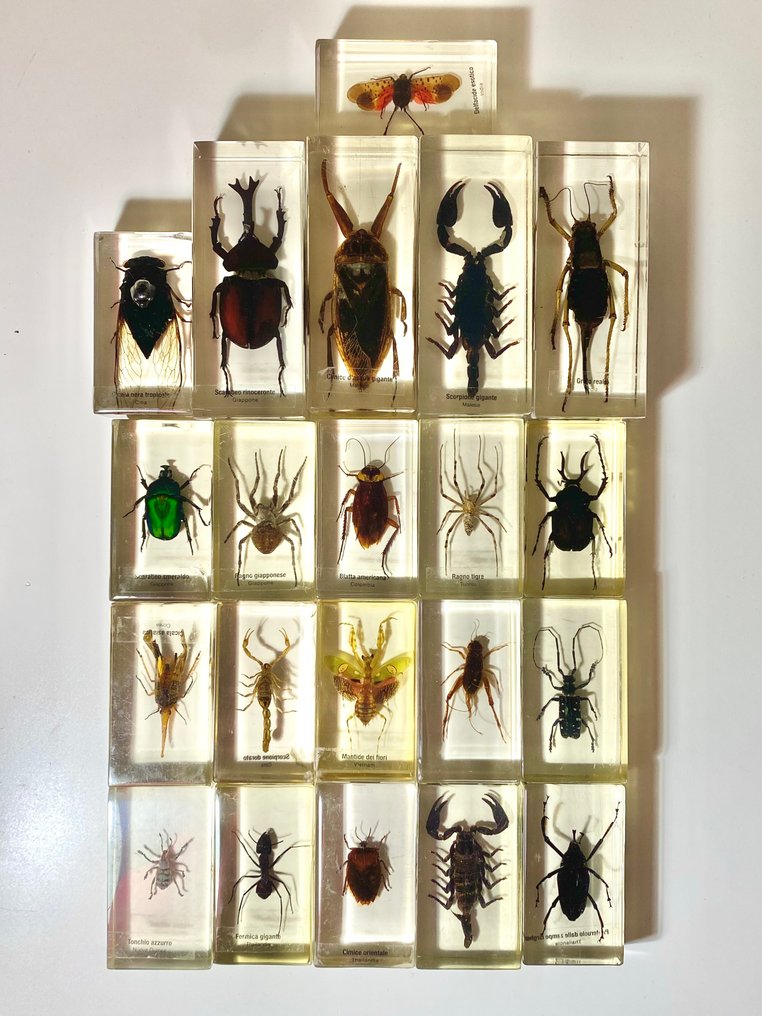 Μοντέλο εκπαίδευσης/επίδειξης (21) - Ενθέσεις εμποτισμένες στη ρητίνη - χωρίς πηγές - αντικείμενο χωρίς ελάχιστο όριο τιμής. - 1990-2000 #3.2