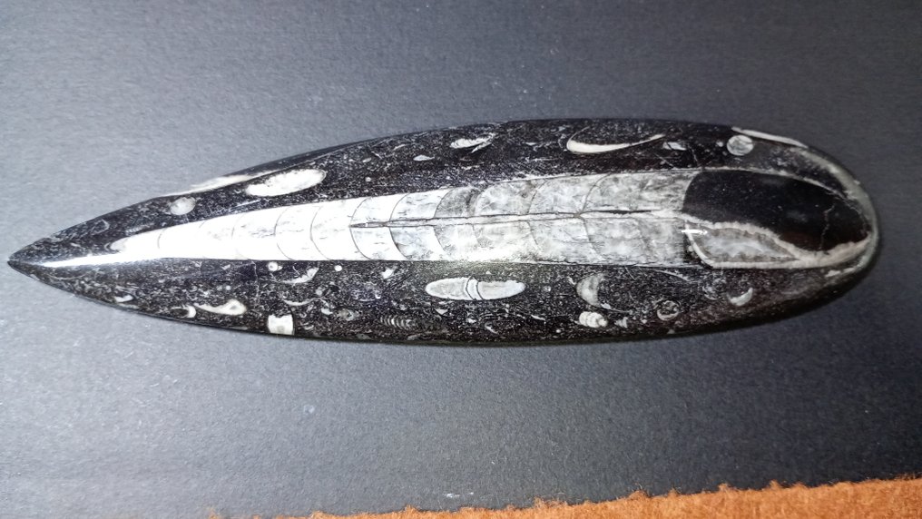 κεφαλόποδο - Απολίθωμα πλάκας θνησιμότητας - Orthoceras - 16 cm  (χωρίς τιμή ασφαλείας) #3.2