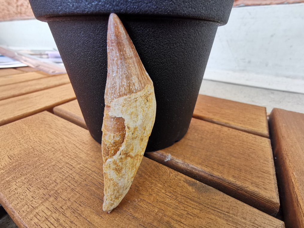 Baleia - Dente fóssil - Basilosaurus - 6 cm  (Sem preço de reserva) #1.0