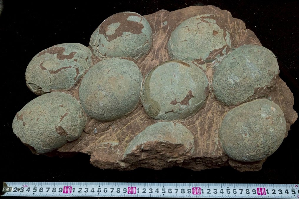 Dinosaur - Fossilised egg - Hadrosaurus or Therizinosaurus - 43 cm - 26 cm #1.0