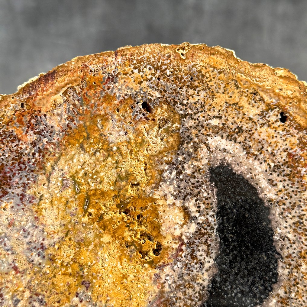 Όμορφο κομμάτι πετρωμένου ριζικού συστήματος φοίνικα σε ειδική βάση. - Απολιθωμένο ξύλο - Palma Fossile  (χωρίς τιμή ασφαλείας) #4.3