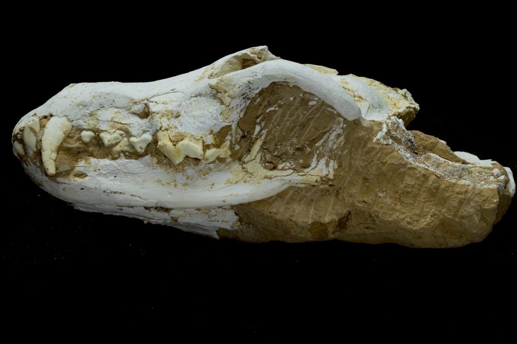 Crânio do Lobo Jovem - Matriz fóssil - Canis teilhardi - 26 cm - 19 cm #1.0