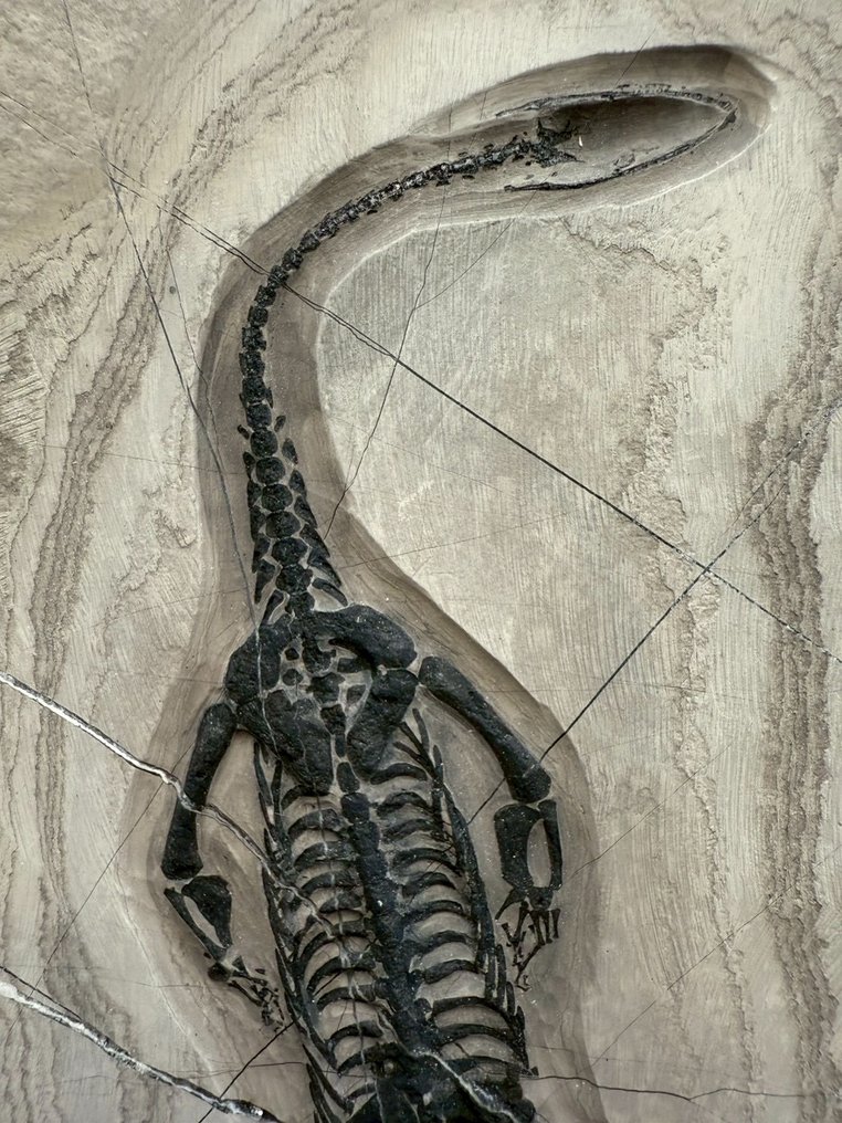 Marine reptile - Fossil matrix - Keichousaurus sp. - 21.5 cm - 13 cm  (No reserve price) #1.0