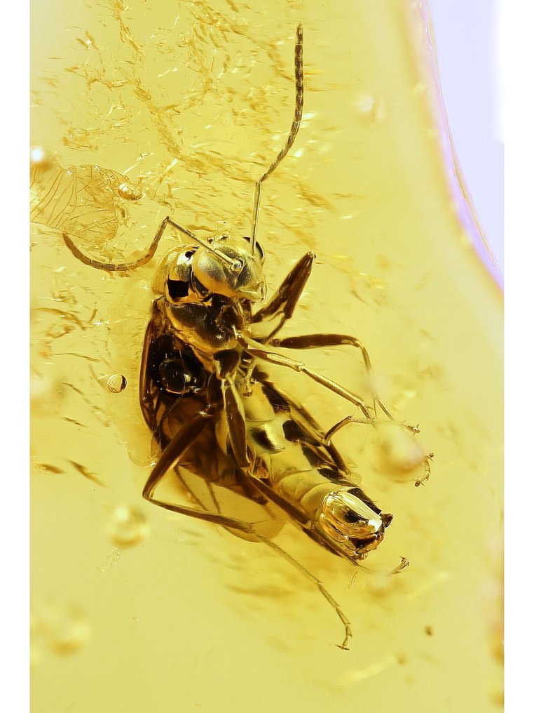 Amber - Barnsteen - Ant + moss - Ant is 5,5mm - 50 mm - 26 mm (Zonder minimumprijs) #1.0