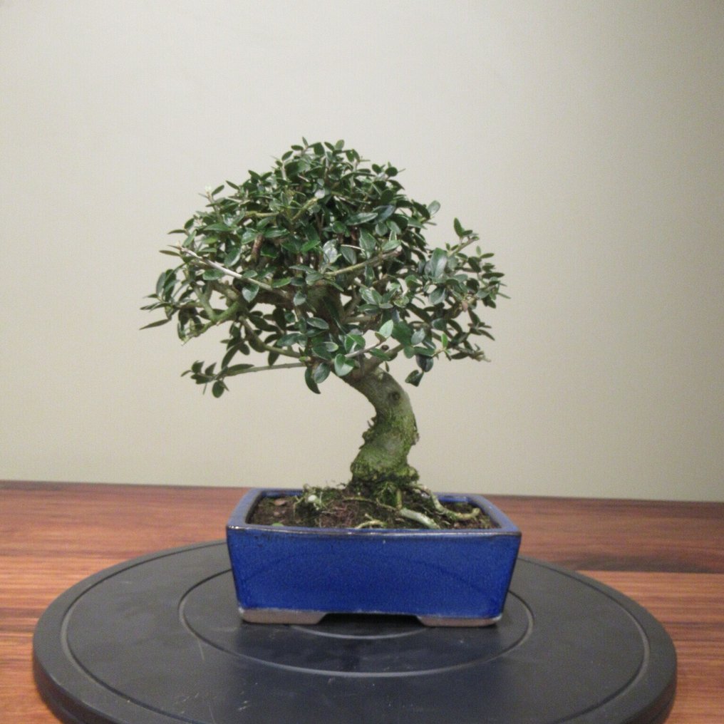 Olea europaea - Height (Tree): 24 cm - Depth (Tree): 23 cm - Spain #1.0