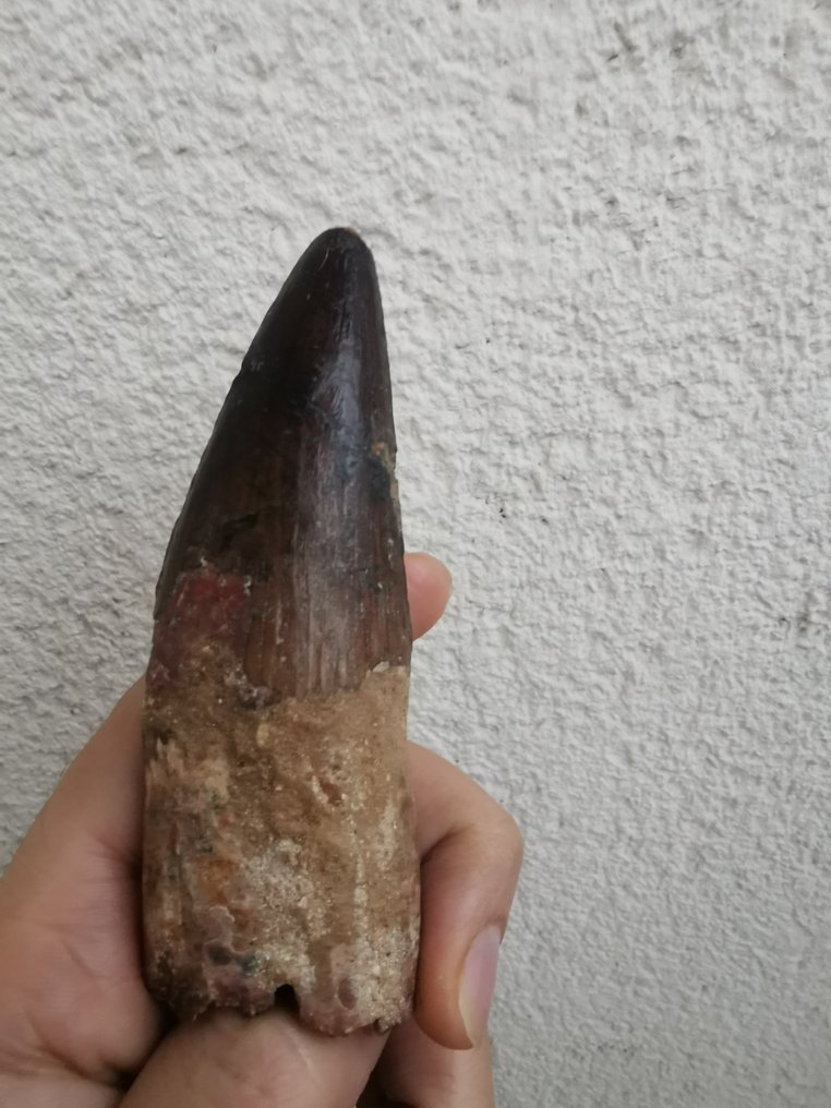 Spinosaurus - Fossiiliset hampaat - 10.8 cm (Ei pohjahintaa) #1.0