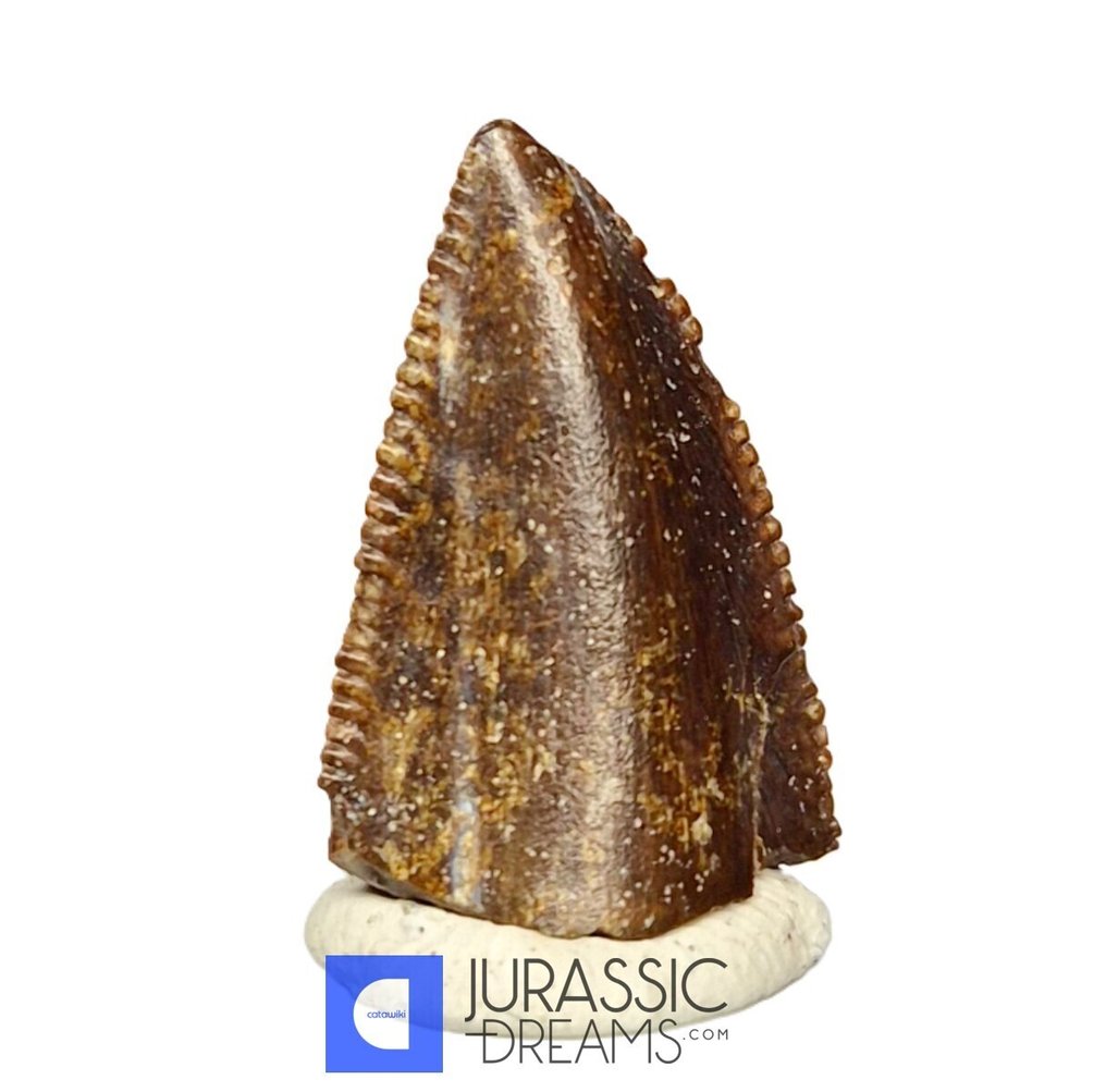 Unusual Huge Finest Majungasaurus crenatissimus Abelisaurid Premaxillary Mesial Tooth - Maevarano Fm - Fossil tooth #1.0