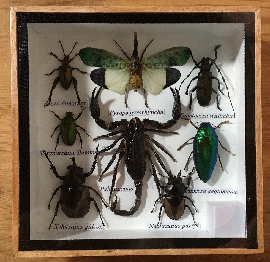 螣蜚、蝉、甲虫和长角甲虫（等） 动物标本剥制全身支架 - Uropygi (etc) - 15 cm - 15 cm - 4 cm - 非《濒危物种公约》物种 - 1 #1.0