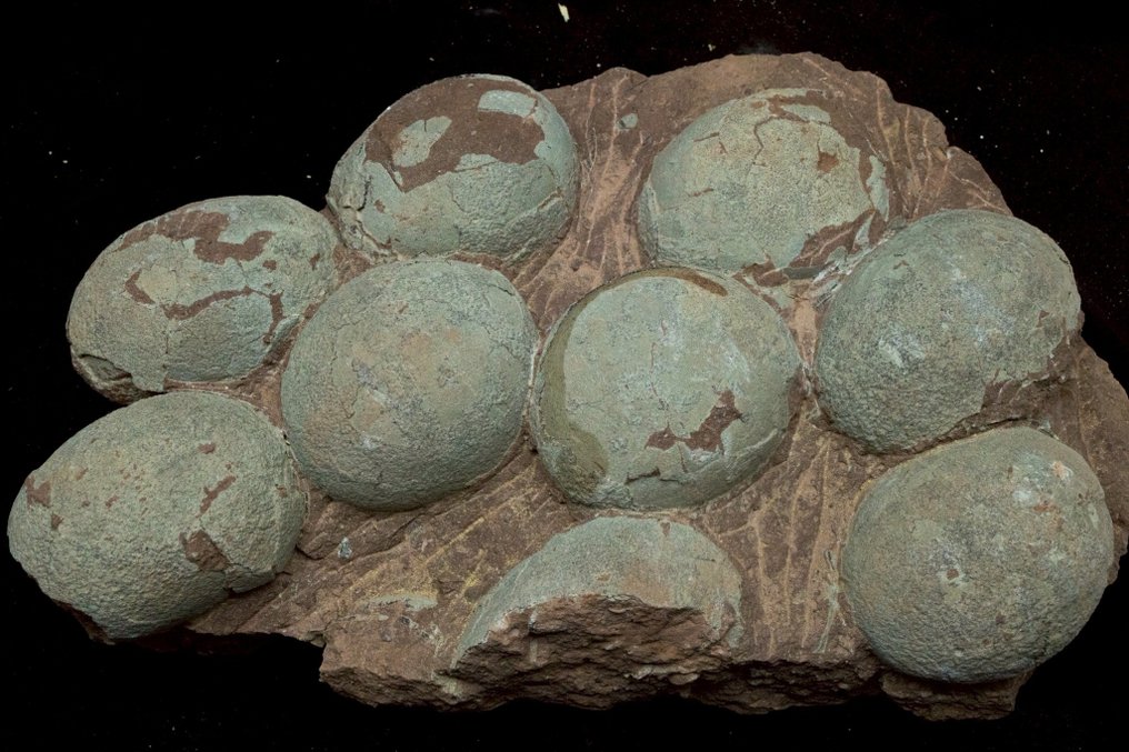 Dinosaur - Fossilised egg - Hadrosaurus or Therizinosaurus - 43 cm - 26 cm #1.0