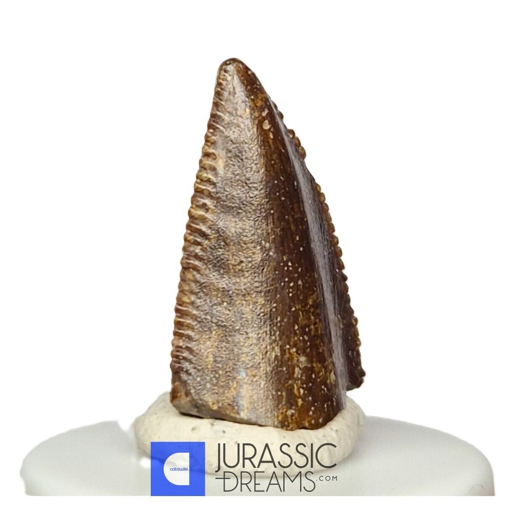 Unusual Huge Finest Majungasaurus crenatissimus Abelisaurid Premaxillary Mesial Tooth - Maevarano Fm - Fossil tooth #4.3