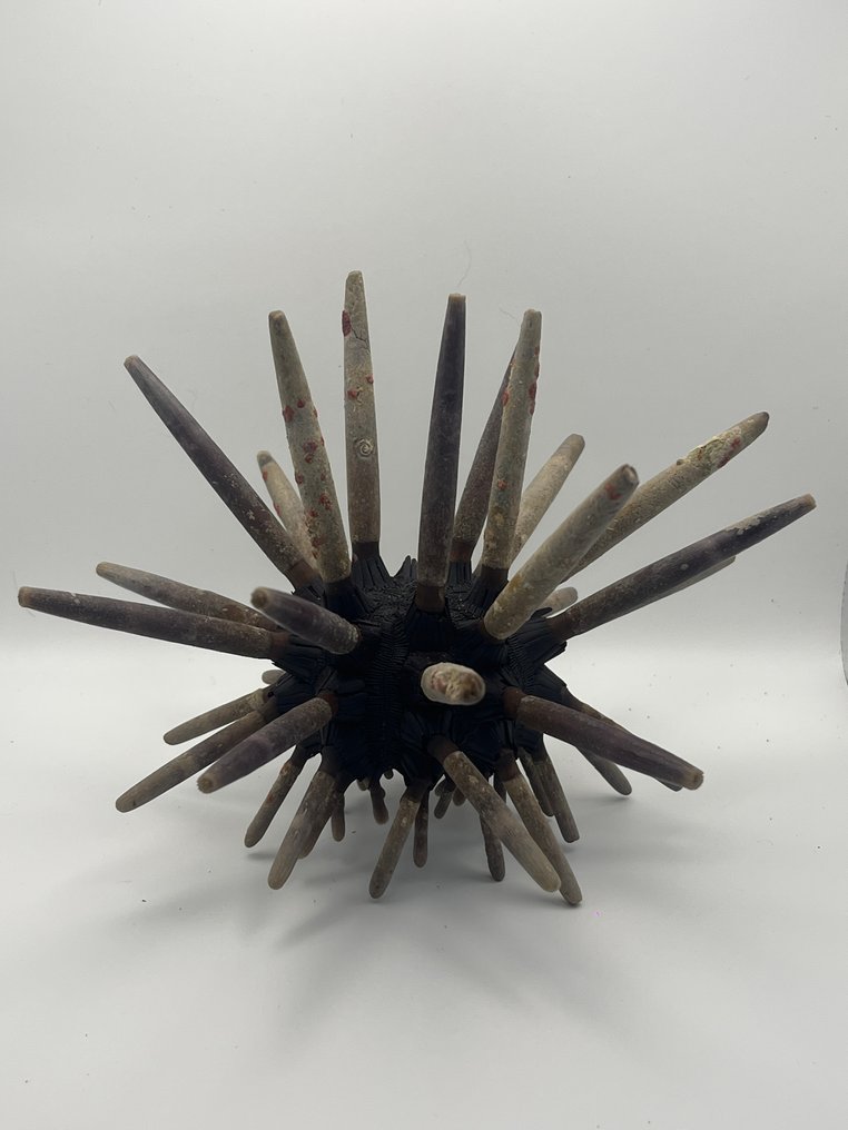 Αχινός - Απολιθωμένος σκελετός - 15 cm - 20 cm  (χωρίς τιμή ασφαλείας) #1.0