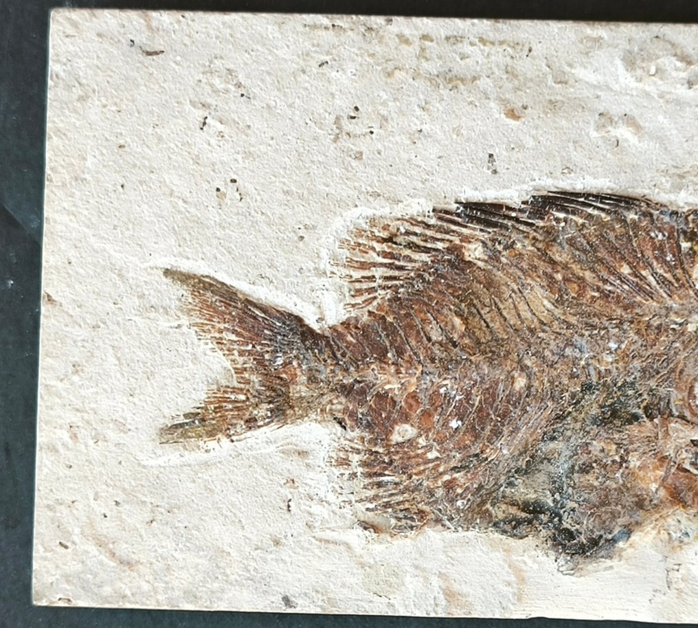 Fossil matrise - Stichopterix Lewisi - 125 mm - 67 mm #2.1