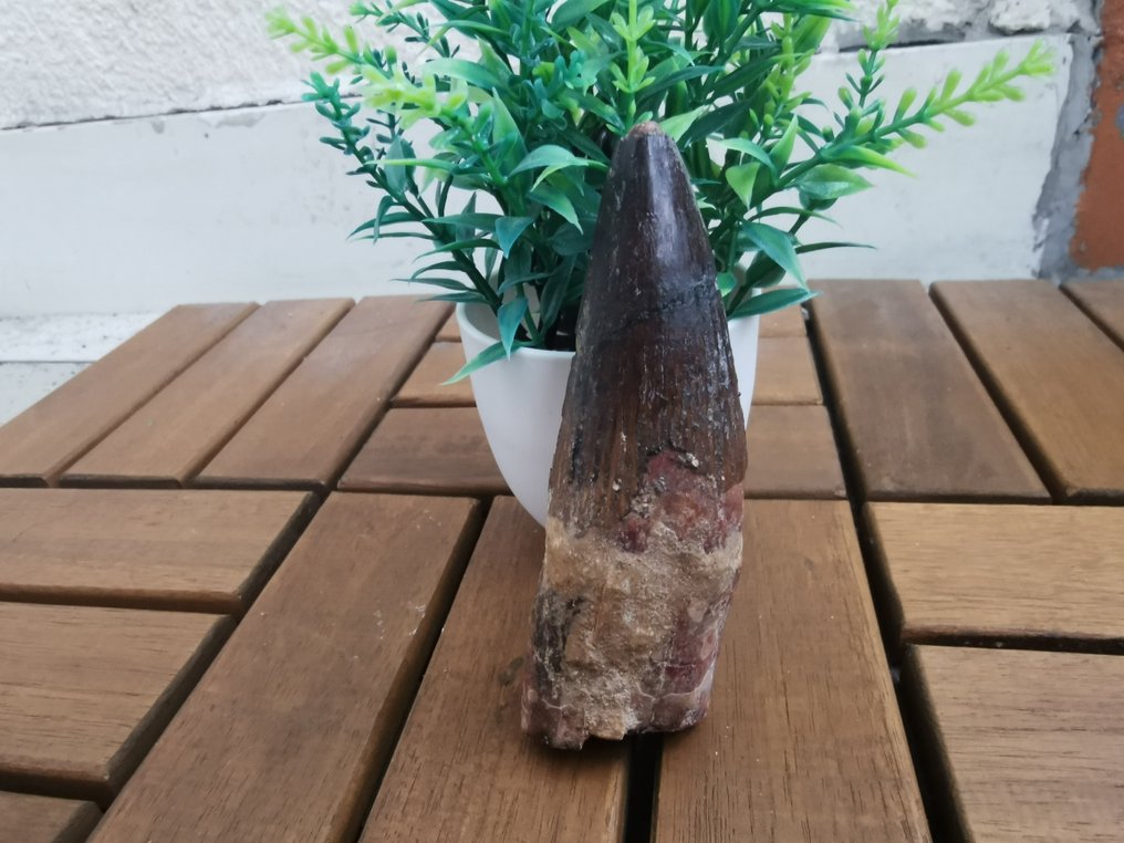 Spinosaurus - Fossiiliset hampaat - 10.8 cm (Ei pohjahintaa) #2.1