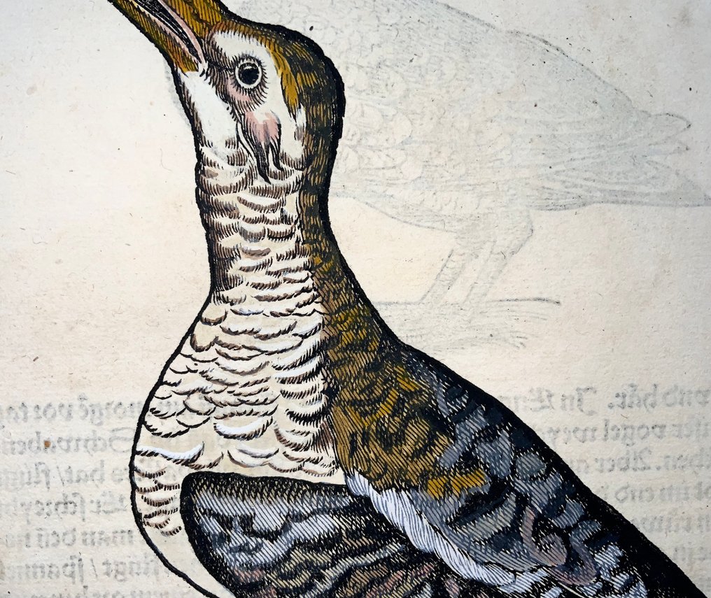 Conrad Gesner [1516-1565] - 2 woodcuts, Woodcock, birds - 1557 #2.1