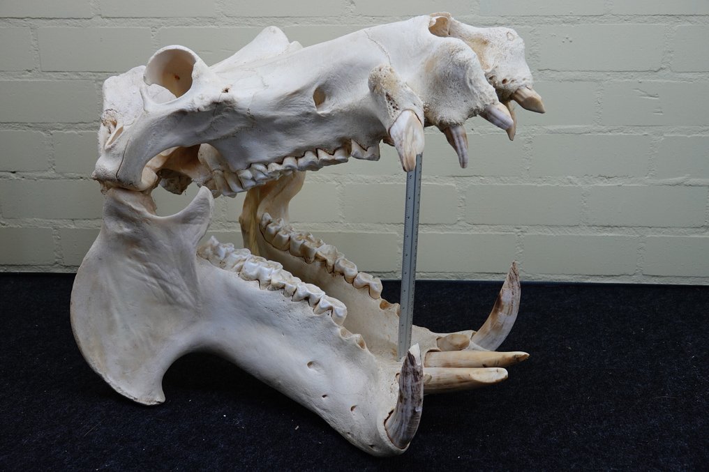 Hippopotamus full skull Tooth - Hippopotamus amphibius (copy import cites .) - 46 cm - 57 cm - 41 cm- CITES Appendix II - Annex B in the EU - (1) #1.0
