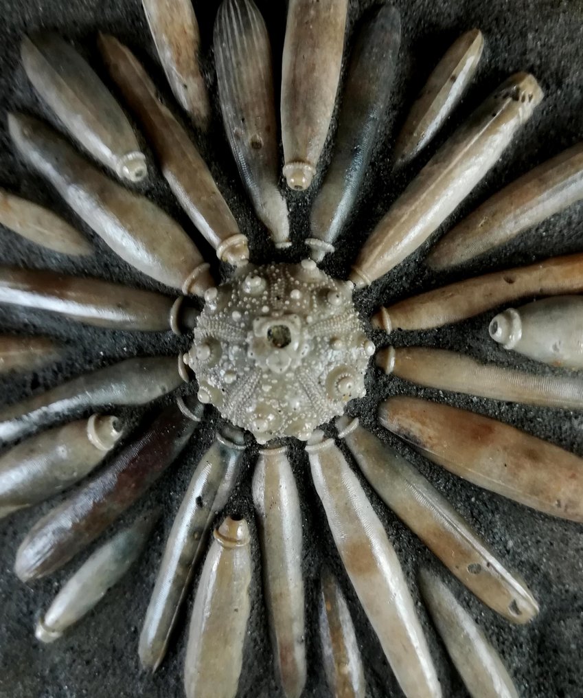 Fossil sjöborre av hög kvalitet!!! - Sköld med radiolas - Fossiliserat djur - Asterocidaris bistriata (PERON & GAUTHIER, 1903) - 25 cm - 12.5 cm #1.0