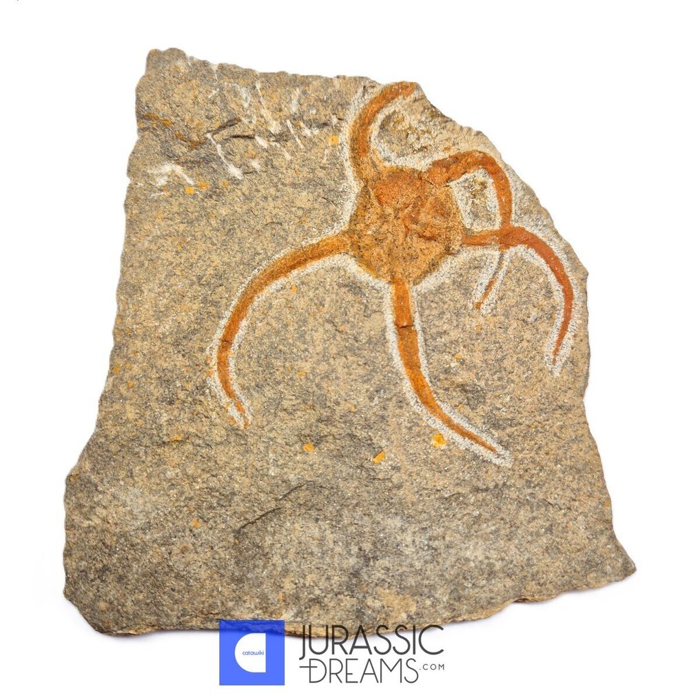 Stea de mare fragilă imensă și frumos conservată (Ophiura sp) - Formațiunea Tiouririne - Schelet fosilă  (Fără preț de rezervă) #1.0