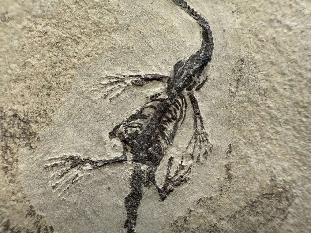 Matrice fossile - Keichousaurus sp. - 8 cm - 5 cm  (Senza prezzo di riserva) #2.1