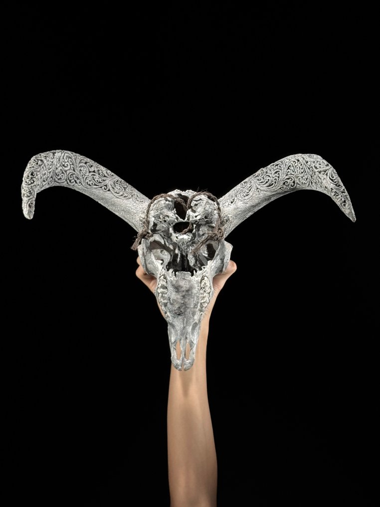 无底价 - 灰色公羊骷髅，带底座，雕刻角饰 - 蕨叶图案 雕刻的颅骨 - Ovis Aries - 41 cm - 42 cm - 22 cm- 非《濒危物种公约》物种 -  (1) #3.2