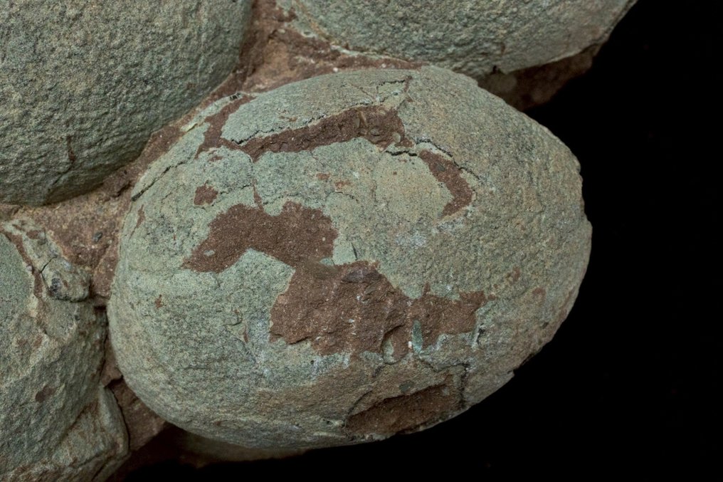 Dinosaur - Fossilised egg - Hadrosaurus or Therizinosaurus - 43 cm - 26 cm #4.3