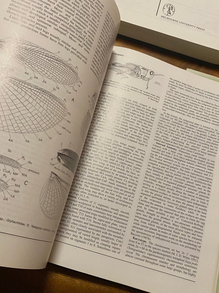 Division of Entomology - The Insects of Australia. A textbook for students and research workers - 1991 #4.3