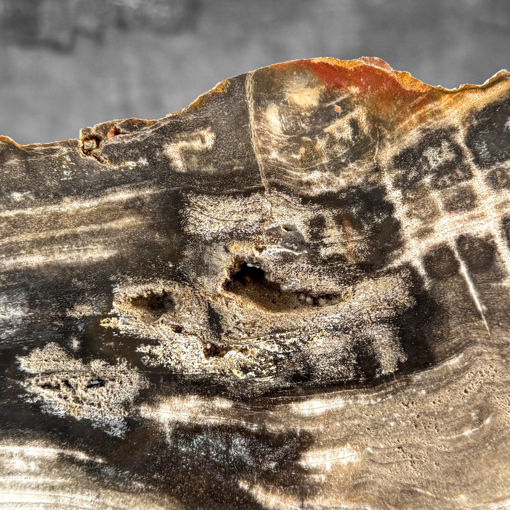 令人惊叹的化石木片，放置在定制底座上。 - 化石木材  (没有保留价) #4.3