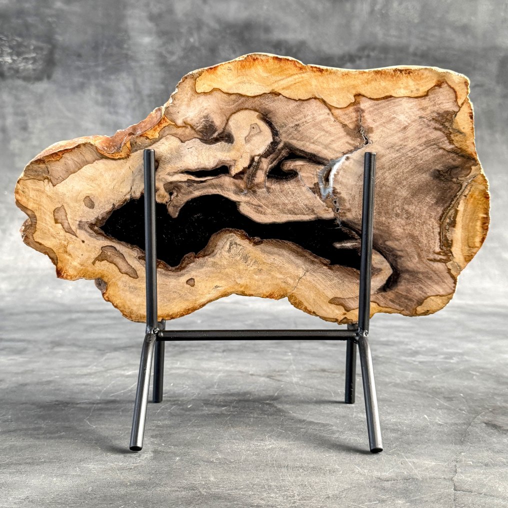 华丽的化石木片，放在定制底座上 - 化石木材  (没有保留价) #1.0