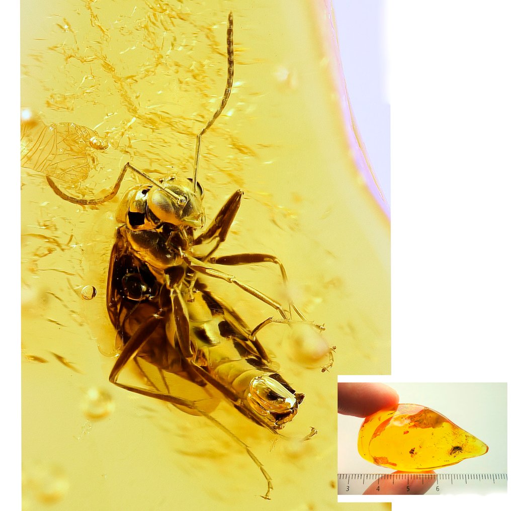 Amber - Barnsteen - Ant + moss - Ant is 5,5mm - 50 mm - 26 mm (Zonder minimumprijs) #1.0