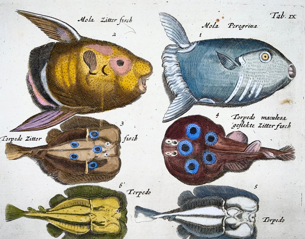 Matthäus Merian (1593-1650) - hand coloured folio, Triggerfish, Torpedo Fish, Rays - 1657 #3.2
