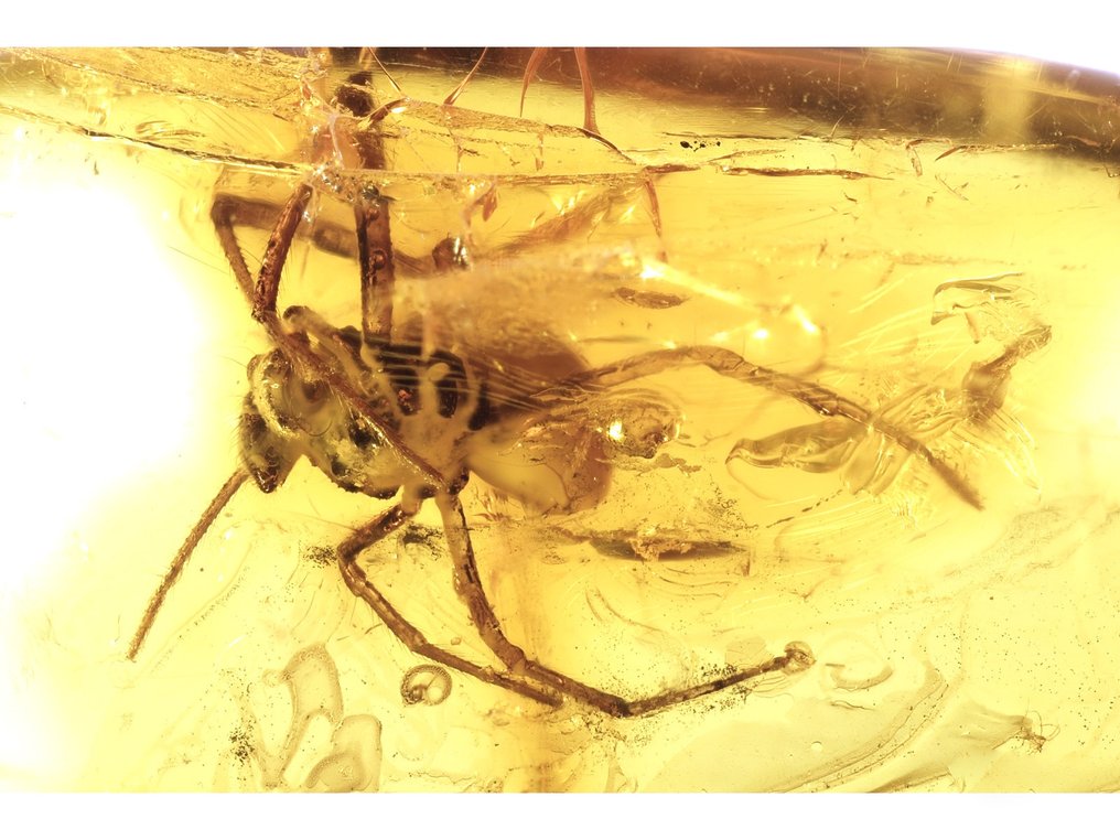 Amber - Amber - Spider - main inclusion is 5,5mm - 30 mm - 15 mm  (No reserve price) #1.0