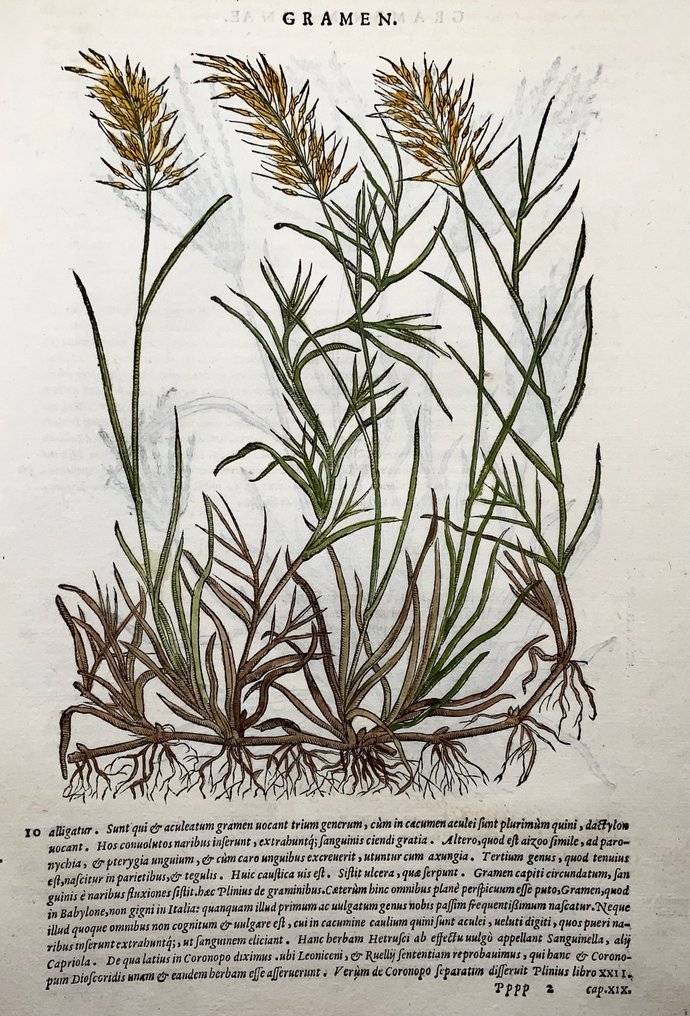 Giorgio Liberale; W. Meyerpeck - Folio, 2 large woodcuts, Botany, herbs: Couch Grass (Gramen) - 1565 #1.0