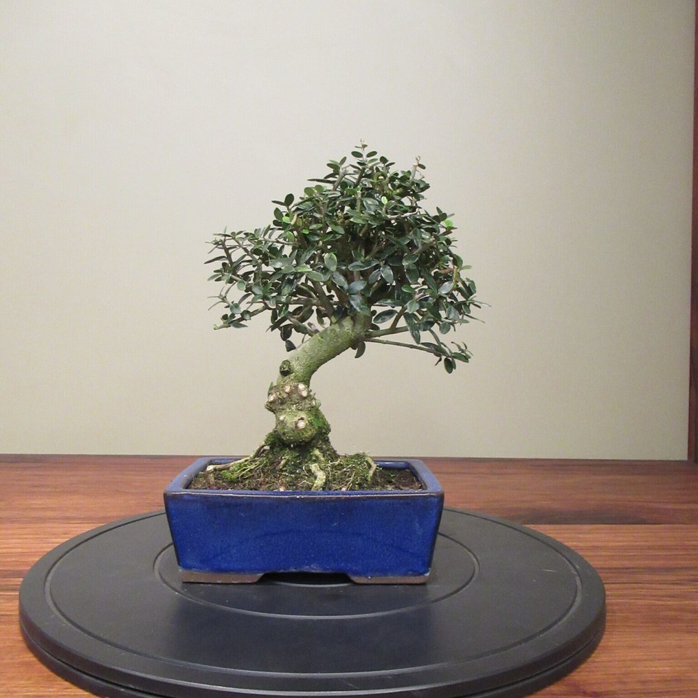Olea europaea - Height (Tree): 24 cm - Depth (Tree): 23 cm - Spain #2.1
