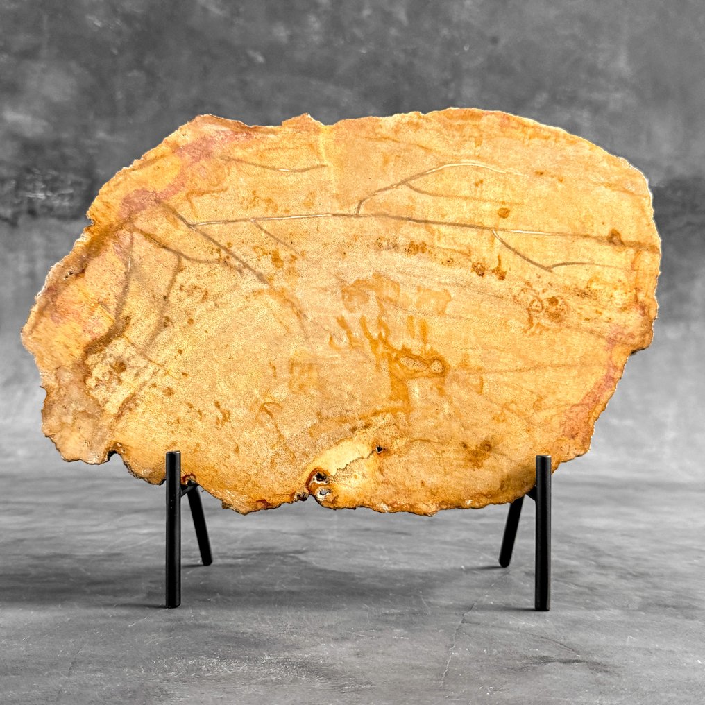 令人惊叹的化石木片，放置在定制底座上。 - 化石木材  (没有保留价) #3.2