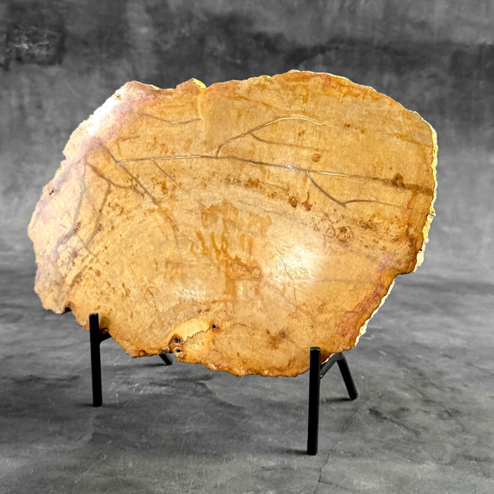 令人惊叹的化石木片，放置在定制底座上。 - 化石木材  (没有保留价) #2.1
