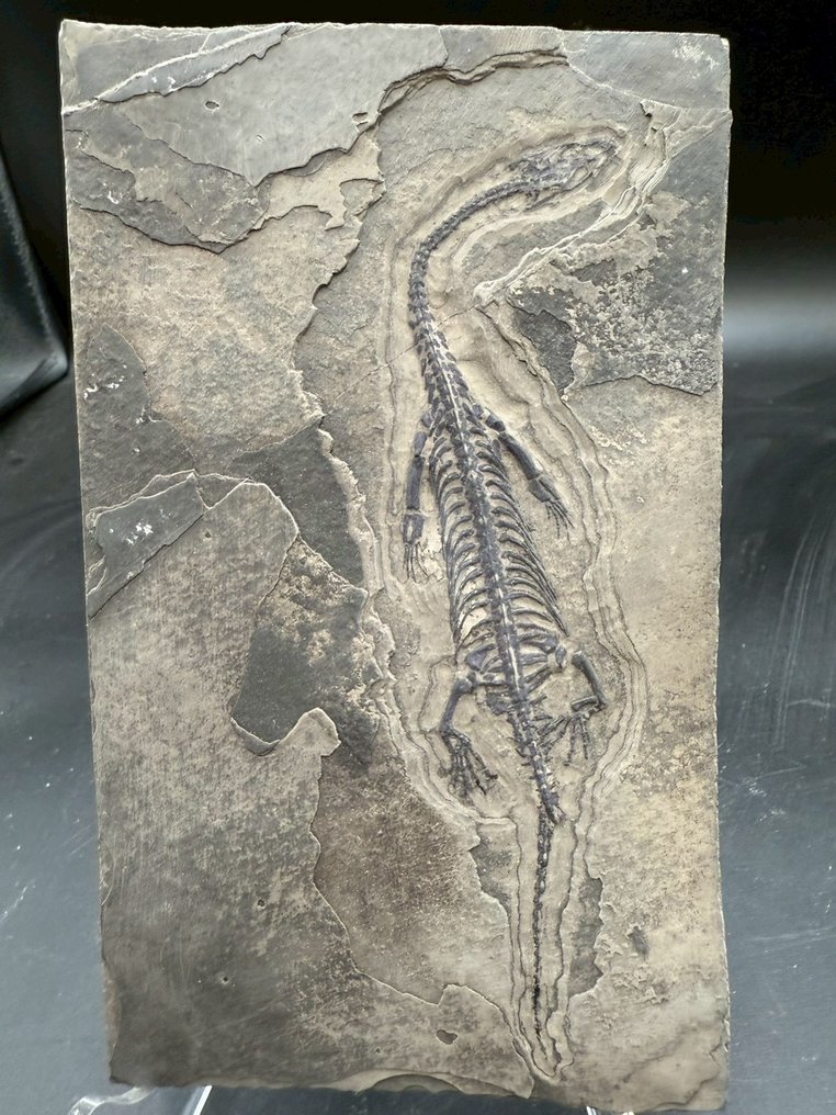 Marine reptile - Fossil matrix - Keichousaurus sp. - 17 cm - 10.5 cm  (No reserve price) #1.0