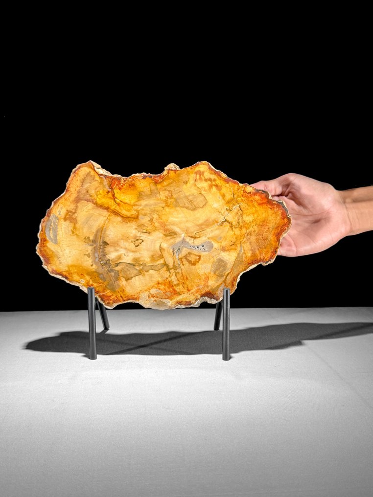 令人惊叹的化石木片，放置在定制底座上。 - 化石木材 - 21.2 cm - 28.2 cm  (沒有保留價) #1.0