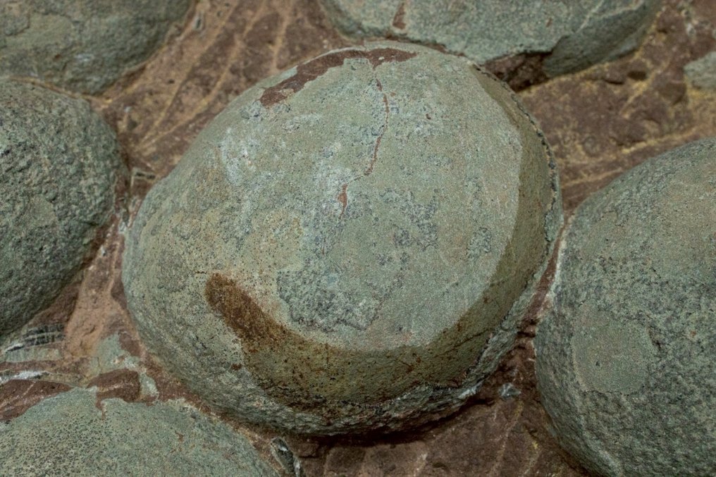 Dinosaur - Fossilised egg - Hadrosaurus or Therizinosaurus - 43 cm - 26 cm #3.2