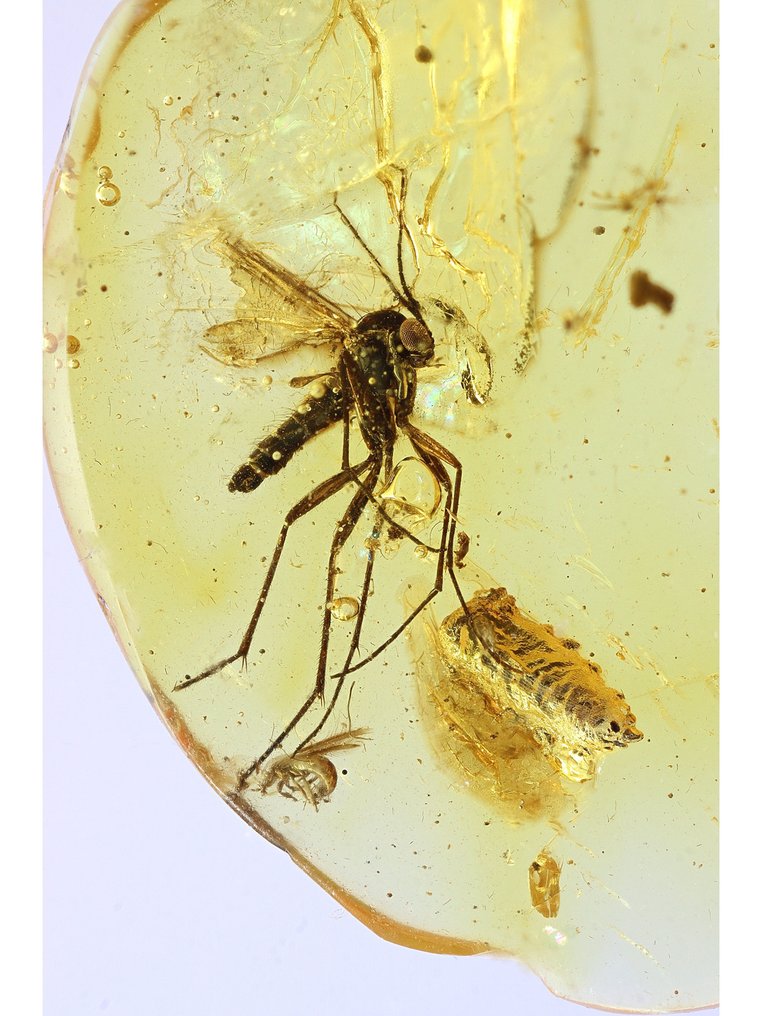 Amber - Amber - Twi insects - Bigger inclusion is 3mm - 13 mm - 10 mm  (Sin precio de reserva) #1.0