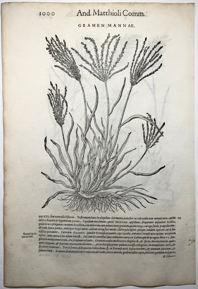 Giorgio Liberale; W. Meyerpeck - Folio, 2 large woodcuts, Botany, herbs: Couch Grass (Gramen) - 1565 #4.3