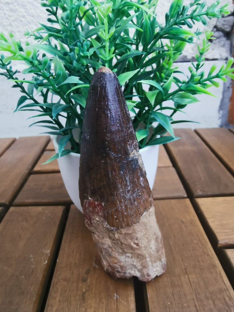 Spinosaurus - Fossiiliset hampaat - 10.8 cm (Ei pohjahintaa) #1.0