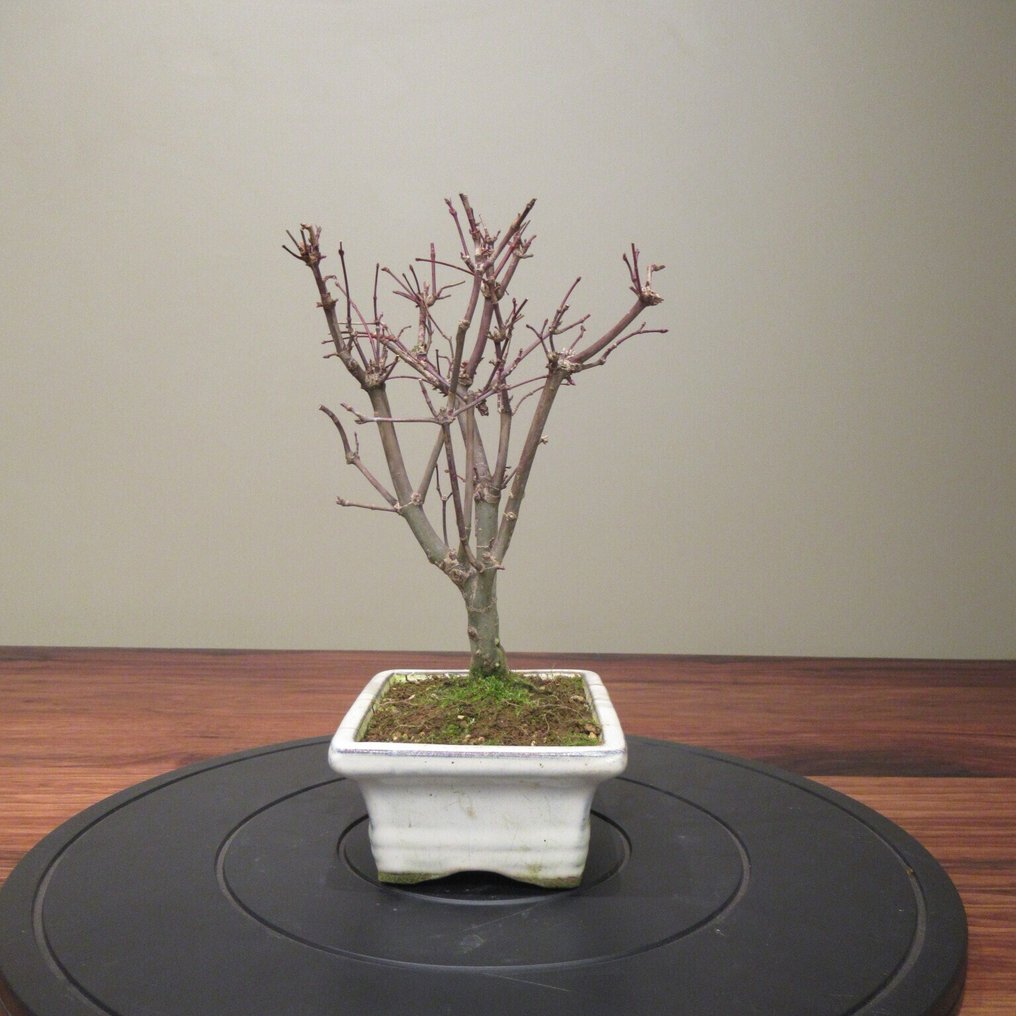 Acer palmatum "Deshojyo" - Height (Tree): 24 cm - Depth (Tree): 18 cm - Japan #3.2