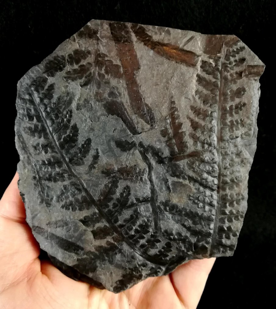 Fossiliserad växt - Planta fósil con preservación excepcional!! - 120 mm - 110 mm #1.0