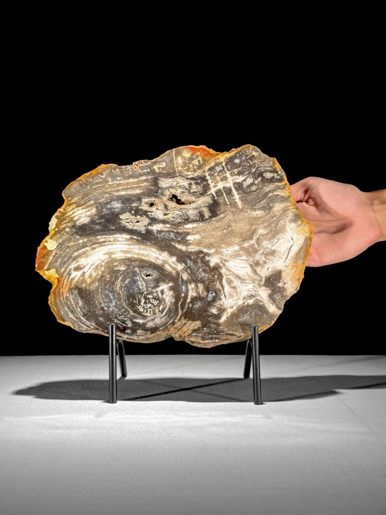 令人惊叹的化石木片，放置在定制底座上。 - 化石木材  (没有保留价) #1.0