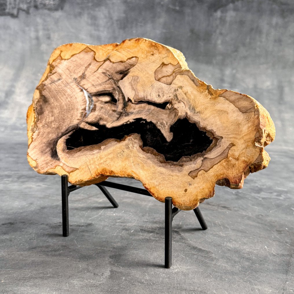 华丽的化石木片，放在定制底座上 - 化石木材  (没有保留价) #2.1