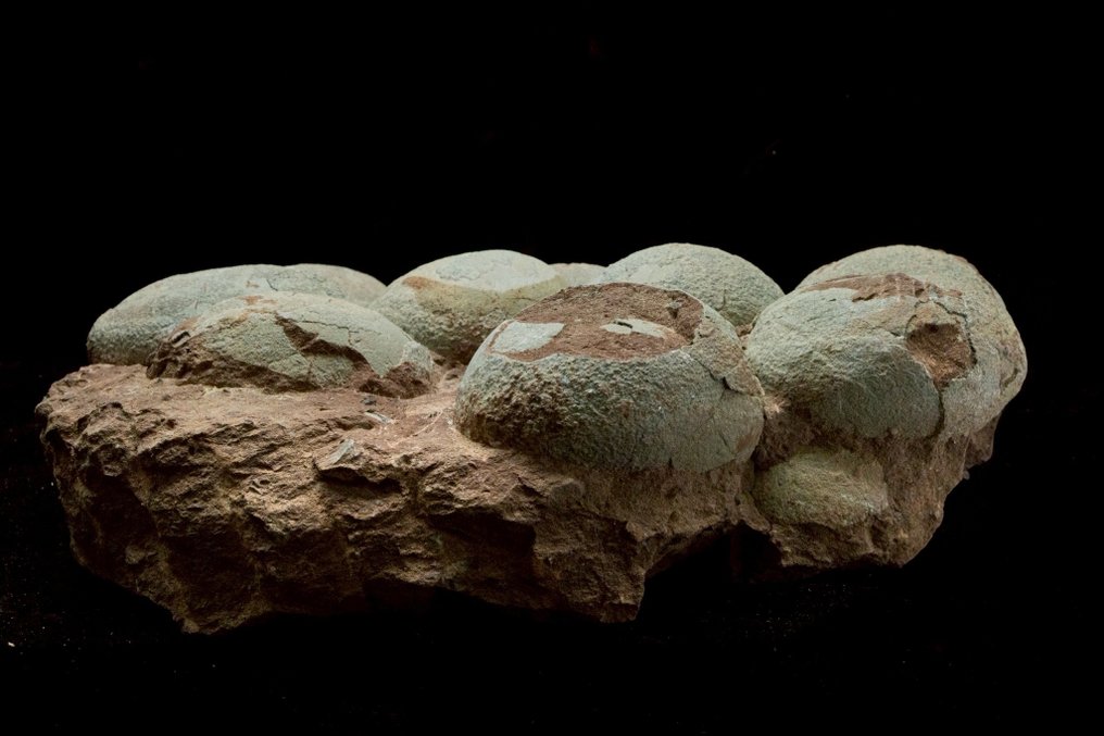 Dinosaur - Fossilised egg - Hadrosaurus or Therizinosaurus - 43 cm - 26 cm #2.1