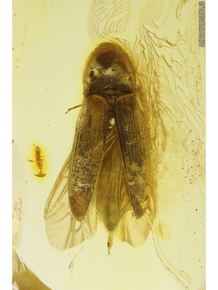 Amber - Κεχριμπάρι - Bettle - Bigger inclusion is 5mm - 29 mm - 13 mm (χωρίς τιμή ασφαλείας) #1.0